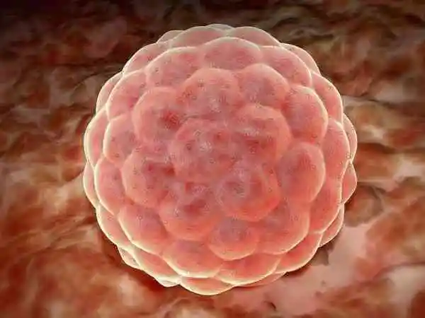 免疫系统会不会影响胚胎着床(图1)